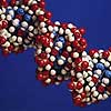 В геноме человека появились новые гены