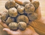 Картофельные клубни с давних пор используют для лечения болезней