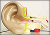 Ученые: Музыку лучше слушать левым ухом