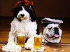 В Голландии начали продавать пиво для собак
