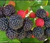 Безопасное лекарство от рака обнаружили в лесных ягодах