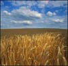 Украина повышает мировые цены на зерно?