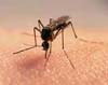На Николаевщине комары разносят жуткую болезнь. Спастись практически невозможно