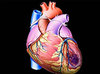 Пластырь восстановит сердечную мышцу после инфаркта
