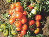 Свежие помидоры помогут избавится от многих недуг

