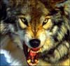 Осторожно: в Крыму волк нападет на людей!
