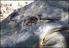 Ученые: Крокодилы действительно плачут во время еды

