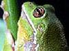 Амазонские лягушки спасут человечество от диабета
