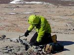 Древние обитатели Антарктиды рыли в ней норы
