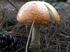 Галюциногенные грибы могут целый год управлять психикой