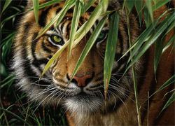 ДНК живущих тигров может оживить вымерших