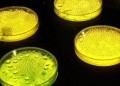Прообразом новых солнечных батарей могут стать бактерии