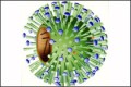 ВОЗ подтверждает более пяти тысяч случаев заражения гриппом H1N1
