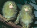 Ученые впервые вывели трансгенных приматов: мартышки зеленые и светятся
