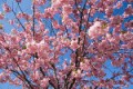 Через 100 лет в Японии перестанет цвести сакура