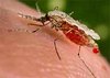 Прививки от малярии будут делать комары
