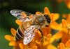 Пчелы стремительно вымирают, очередь за людьми