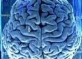 Ученые нашли, от чего зависит размер головного мозга