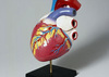 Создано человеческое сердце за $2,5 тыс

