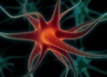 Ученые создают искусственные нервы