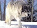 В Швеции впервые за последние 45 лет объявлена охота на волков