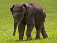 Слоны оказались единственными в мире 