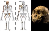 Обнаружены останки самого древнего предка человека 