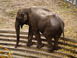 СМИ: слон Бой из Киевского зоопарка возможно погиб от инсульта