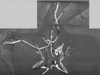 Палеонтологи впервые обнаружили не окаменевшие перья археоптерикса
