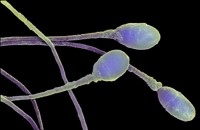 Ученые объяснили траекторию движения сперматозоидов 