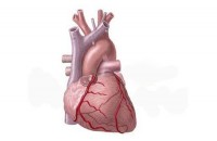 Клетки сердца способны к регенерации, - ученые 