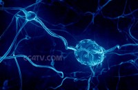 Нервные клетки можно восстанавливать искусственным путем 