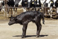 В Испании клонировали боевого быка Васито 