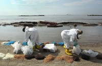 Мексиканский залив: экологи заговорили о нефтяном геноциде 