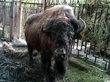 Мор животных в Киевском зоопарке: очередная жертва - бизон Вия