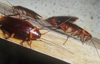 Тараканы сообщают друг другу об источнике питания, - ученые 