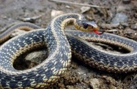 Ученые бьют тревогу: в мире сокращается численность змей 