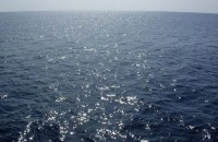 Черное море под Одессой становится более пресным, - биологи 