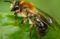 Создан полимер, блокирующий действие пчелиного яда 