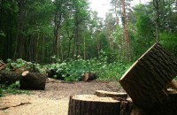В харьковском парке продолжается вырубка деревьев 