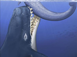 Учёные нашли в Перу останки самого большого морского хищника в истории