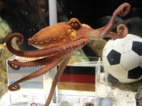 Аргентинцы предложили сварить немецкого осьминога-оракула