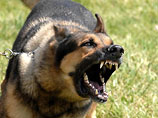 Нардепы предлагают сажать хозяина за нападение его собаки