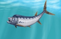 Ученые нашли останки гигантской рыбы, жившей 80 млн лет назад 