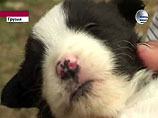 Зоологи в недоумении: кошка родила щенка собаки (фото)
