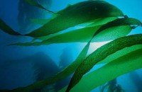 В Балтийском море расцвели токсические водоросли 