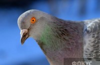 Во Франции голубей кормят противозачаточными 
