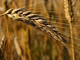 В США считают, что мировые запасы пшеницы уменьшились из-за Украины