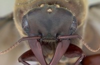 Найден древний муравей размером с колибри