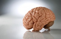 Ученые обнаружили что у рассеянных людей объем мозга больше